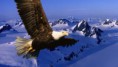 /album/hayvanlar-alemi/www-wallpapersharing-com-eagle-mountains-nature-ice-bald-animals-snow-hd-wallpaper-53564-jpg/